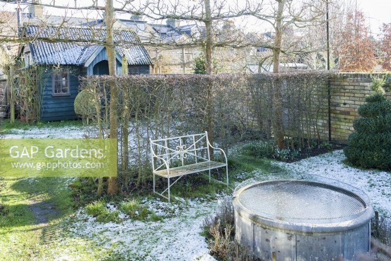 View of walled town garden in winter with box topiary hawthorn hedge and pleached field maples. Wrought iron garden bench, raised circular pond covered with wire mesh to protect fish from Herons. January