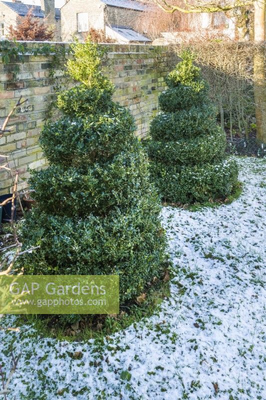 Pair of box topiary spirals in winter. January
