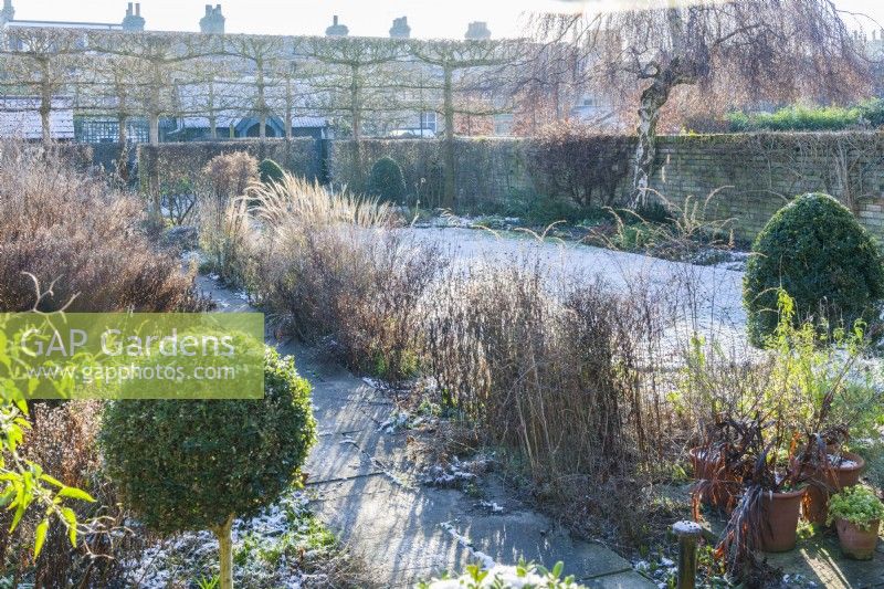 View of walled town garden in winter with box topiary, pleached field maples and weeping birch tree