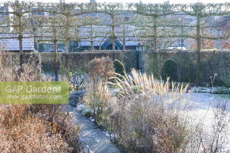 View of formal town garden in winter with seedheads in herbaceous borders beside path. Box topiary and pleached field maples, Miscanthus sinensis 'Yakushima Dwarf'. January