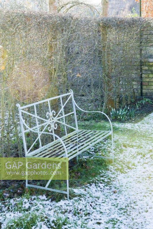 Wrought iron painted garden bench next to hawthorn hedge in winter