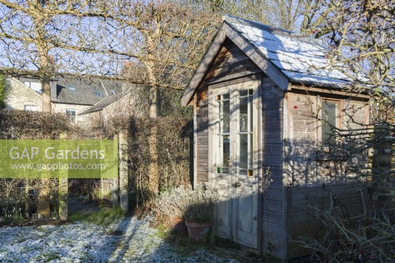 Small timber garden summer house made from restyled garden shed next to hawthorn hedge and pleached field maples. January