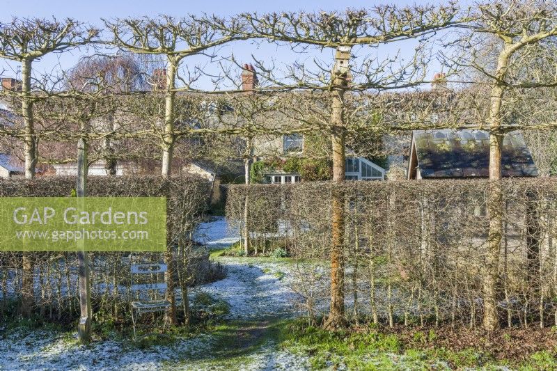 View of victorian house through gaps in hawthorn hedges and pleached field maples which form internal boundaries within formal town garden. January