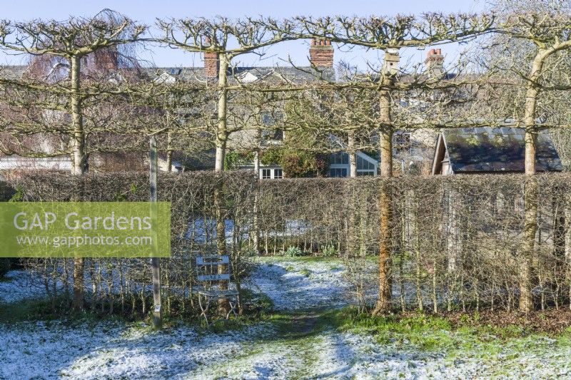 View of victorian house through gaps in hawthorn hedges and pleached field maples. January