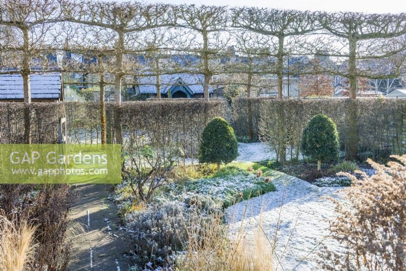 View of walled town garden in winter with box topiary, pleached field maples - Acer campestre - and internal boundary hedges of clipped hawthorn - Crataegus monogyna. January
