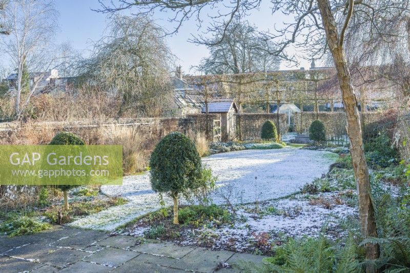 View of formal walled town garden in winter with snow covered lawn bordered by box topiary. January