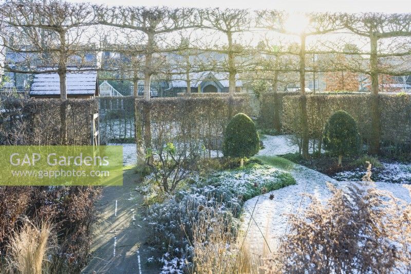 View of walled town garden in winter with box topiary, pleached field maples - Acer campestre- and internal boundary hedges of clipped hawthorn - Crataegus monogyna