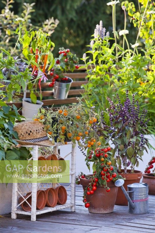 Containers with tomatoes 'Tumbling Tom' and basil on decked roof terrace.