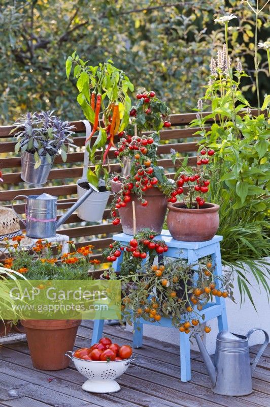 Pot grown tomatoes, peppers and herbs on roof terrace.