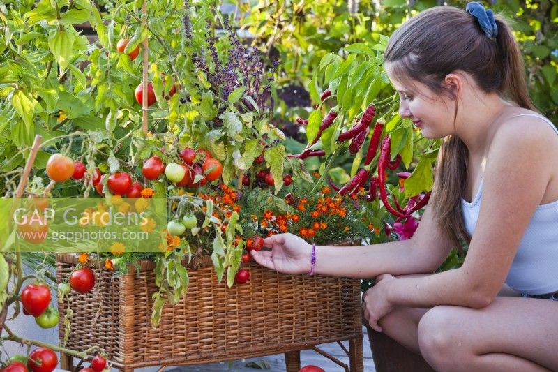 Woman picking tomatoes from wicker raised bed.