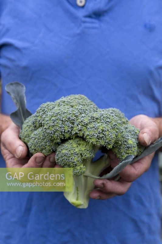 Harvesting Broccoli 'Ironman'
