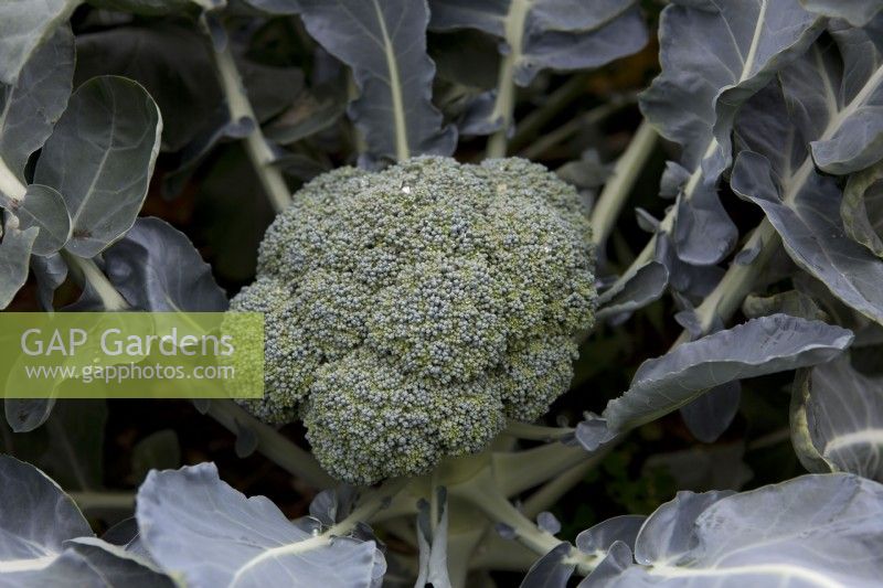 Broccoli 'Ironman'
