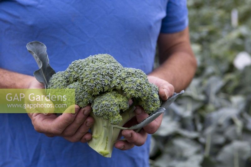Harvesting Broccoli 'Ironman'
