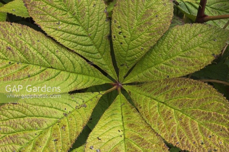 Rodgersia pinnata 'Superba' leaves with insect damage in summer - August