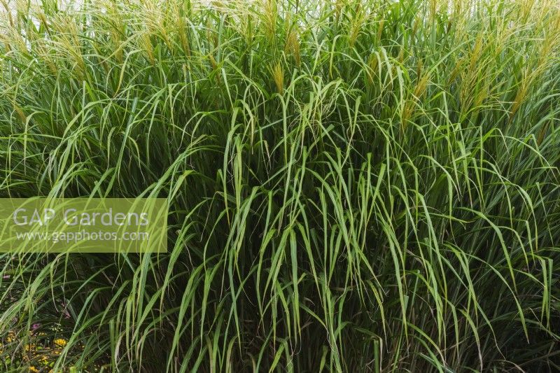 Miscanthus sinensis 'Silberfeder' - Eulalia Grass in late summer - September