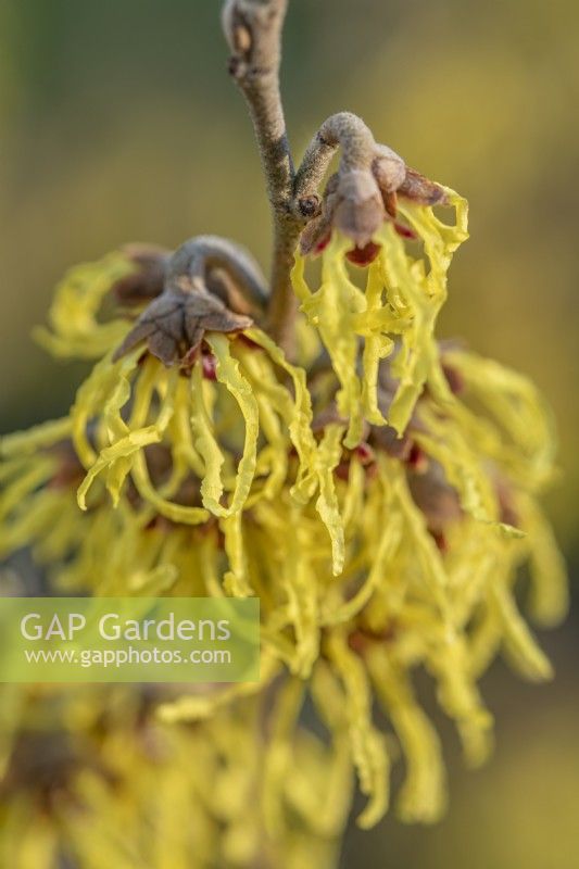 Hamamelis x intermedia 'Arnold Promise' flowering in early Spring - February