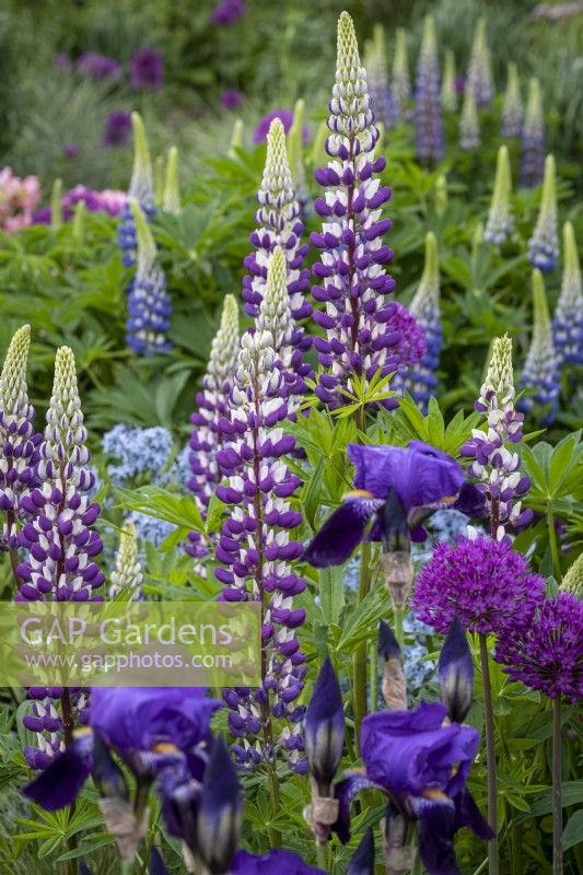 Lupinusus 'The Governor', Allium 'Purple Sensation', Iris 'Bishops Robe' in cottage garden border, early summer