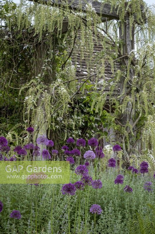 Allium 'Purple Sensation'  beneath Wisteria 'Shiro-Noda' in cottage garden border, early summer