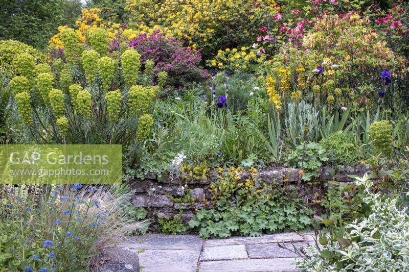 Euphorbias, Asphodeline lutea, Alchemilla mollis and Iris 'Bishop's Robe' in raised cottage garden border.  Stone wall and paving in front