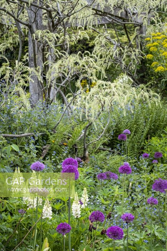 Allium 'Purple Sensation' and Lupinus 'Noble Maiden' beneath Wisteria 'Shiro-Noda' in cottage garden border, early summer