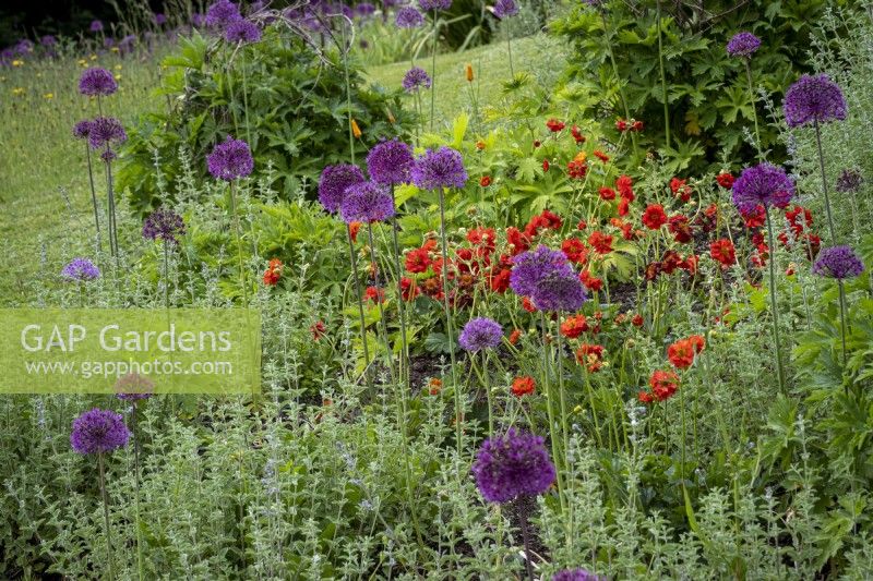 Allium 'Purple Sensation' amongst Geum 'Mrs Bradshaw' and Nepeta 'Six Hills Giant' in informal cottage garden borders, early summer