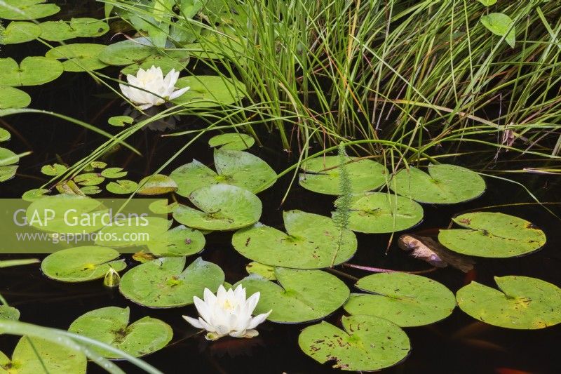 Nymphaea alba - White Waterlily with brown spots and water beetle damaged leaves on pond surface in summer - August