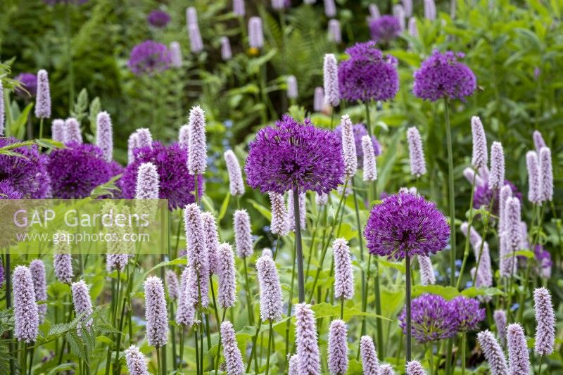 Allium 'Purple Sensation' and Persicaria bistorta in purple and pink themed cottage garden border, early summer