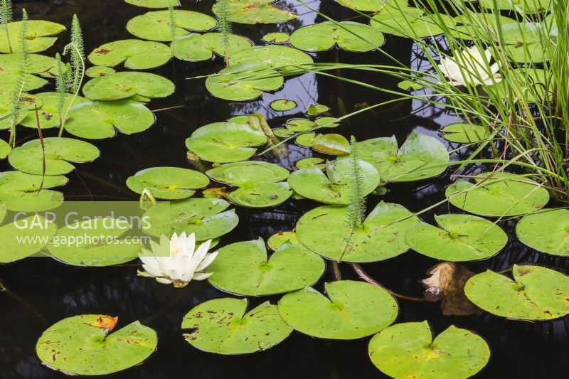 Nymphaea alba - White Waterlily with brown spots and water beetle damaged leaves on pond surface in summer - August