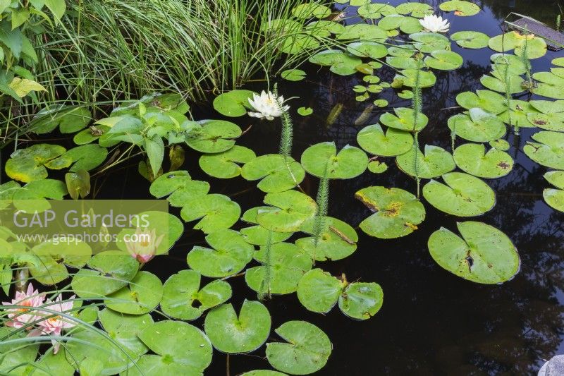 Nymphaea - Waterlily flowers with brown spots and water beetle damaged leaves on pond surface in summer - August