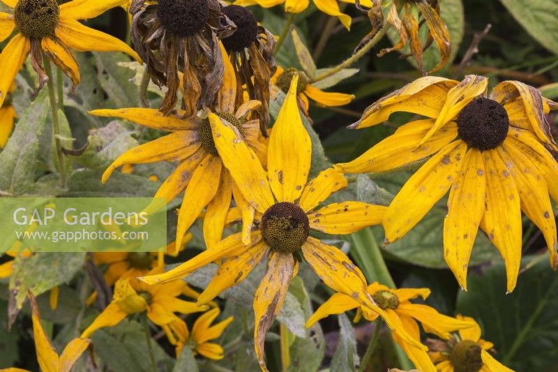 Rudbeckia fulgida 'Goldsturm'  - Coneflowers in wilted condition for lack of rainfall in summer - August