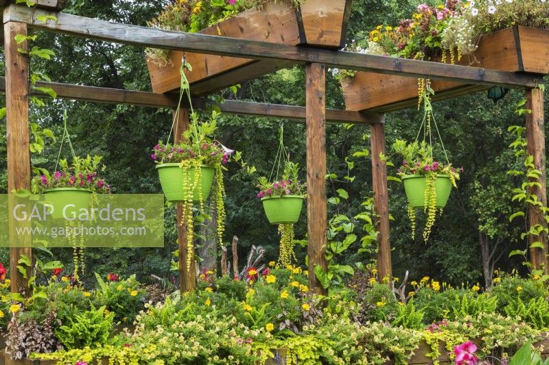 Wooden pergola with Petunia flowers and Lysimachia nummularia 'Aurea' - Golden Creeping Jenny in green plastic hanging baskets, Centre-de-la-Nature, Laval, Quebec, Canada - September