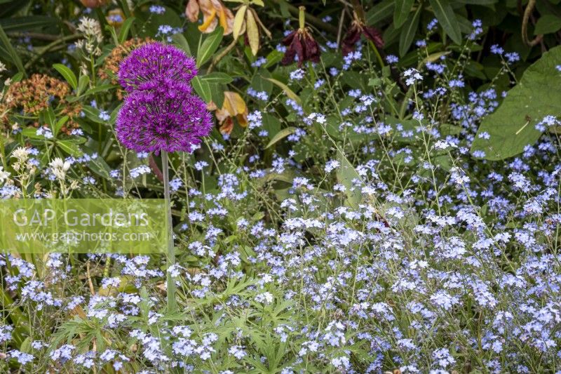 Allium 'Purple Sensation' and Forget Me Nots in cottage garden border, early summer