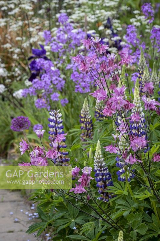 Lupinus 'The Governor' and Aquilegia in cottage garden border, early summer