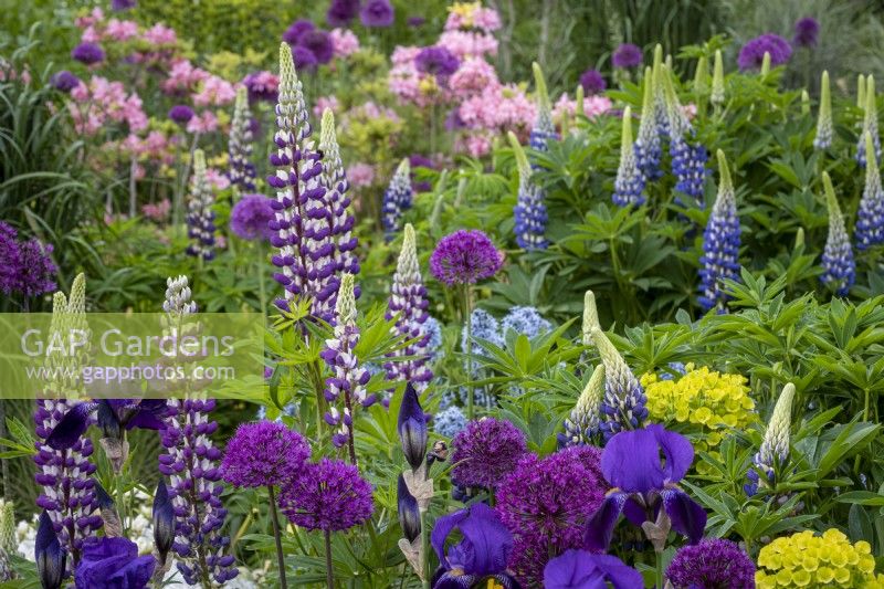 Lupinus 'The Governor', Allium 'Purple Sensation', Iris 'Bishops Robe' in cottage garden border, early summer