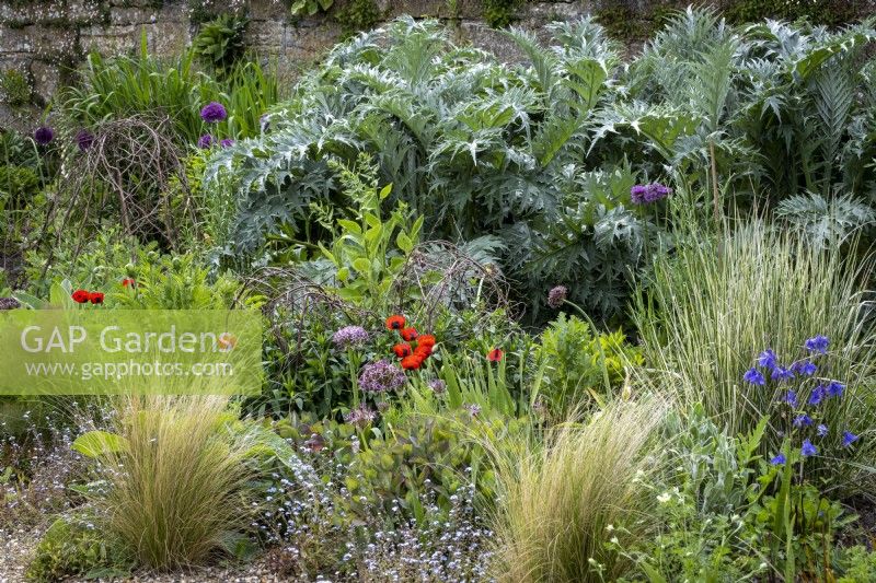 Stipa tennuissima, and Papaver 'Ladybird' with Allium cristophii backed with Cardoon in early summer border. Pliable hazel twigs used as plant supports.