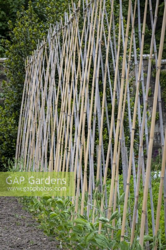 Row of bamboo canes supporting sweet peas, Lathyrus odorata