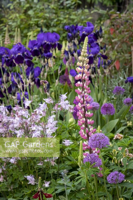 Lupinus 'The Chatelaine' with self seeded Aquilegia and Iris 'Bishop's Robe' behind