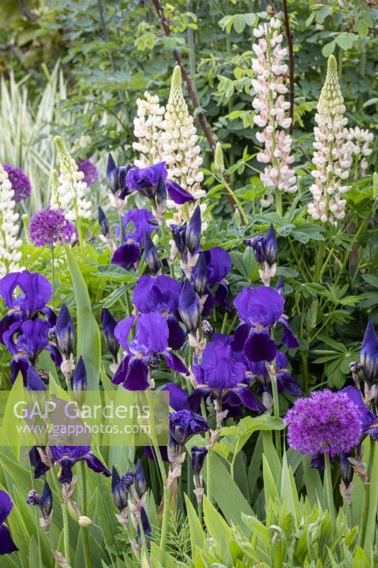 Iris 'Bishop's Robe'  in cottage garden border with Lupinususus 'Noble Maiden'