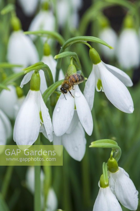 Galanthus 'James Backhouse' attracting an early honeybee. January