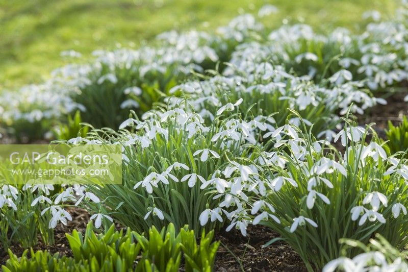 Galanthus 'Magnet'. Large clumps of this very vigorous variety in sun in February