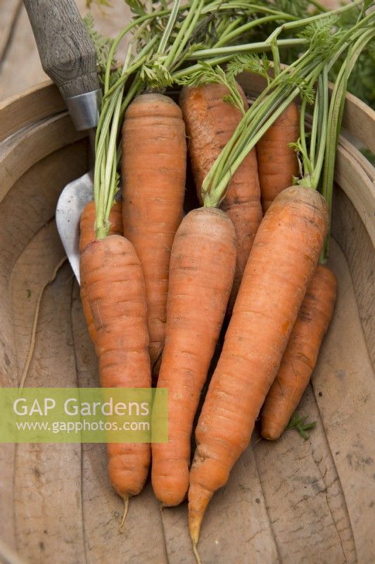 Carrot 'Resistafly' in a wooden trug
