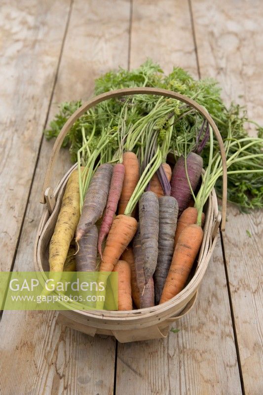 Different varieties of carrots in a wooden trug