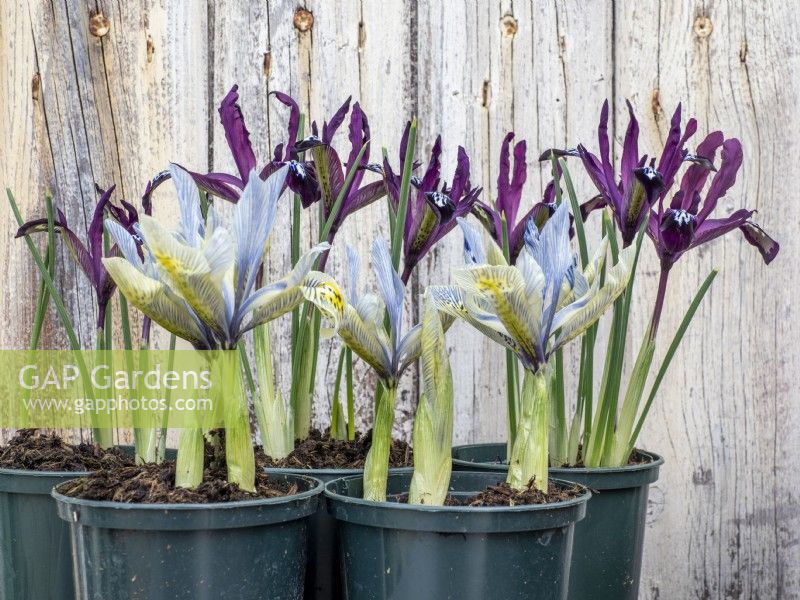Pots of Iris reticulata Pauline and Katharine Hodgkin.