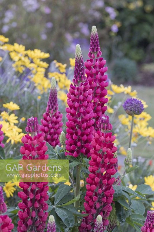 Lupinus 'The Pages' 