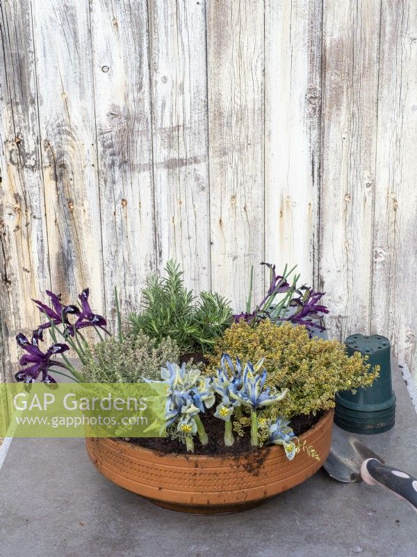Plant a terracotta pot with herbs and early Iris reticulata