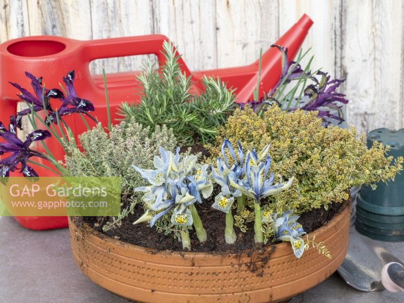 Plant a terracotta pot with herbs and early Iris reticulata, prepare to water