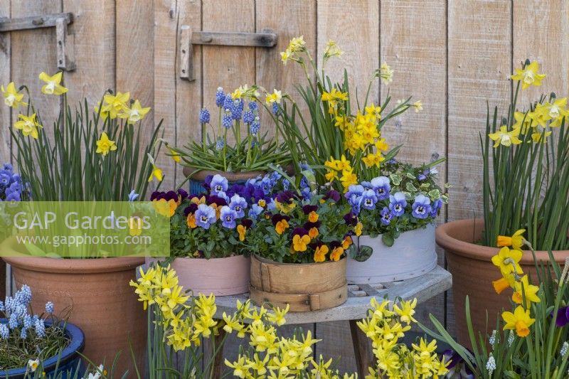 Container display of wooden flour sieves and terracotta pots planted with daffodils 'Jet Fire', 'Hawera', Pipit' and 'Tete-a-Tete', annual violas and muscari.