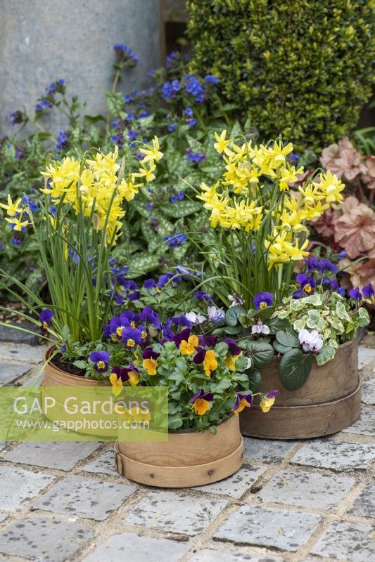 A vintage wooden flour sieve planted with spring display of annual violas, cyclamen, ivy and Narcissus 'Hawera'.
