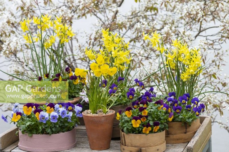 An antique terracotta pot of Narcissus bulbocodium 'Oxford Gold' surrounded in painted and vintage flour sieves planted with miniature daffodils and annual violas.