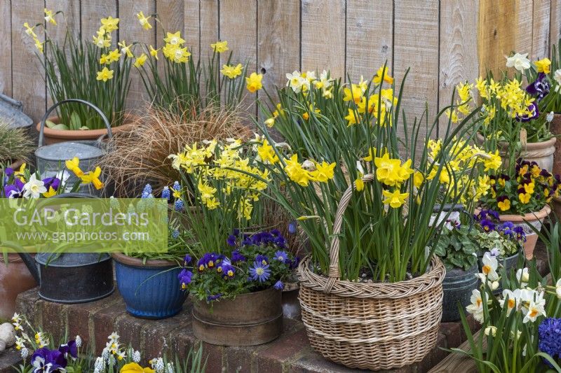 Woven shopping basket planted with Narcissus 'Intrigue', and edged in pots of grape hyacinths, miniature daffodils, rust-coloured grasses and violas.